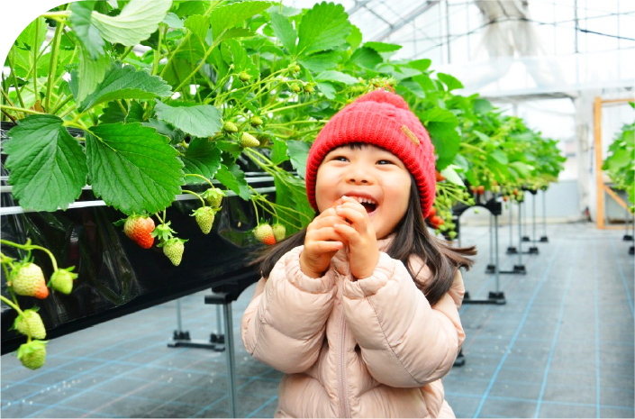 苺をほおばる女の子の写真