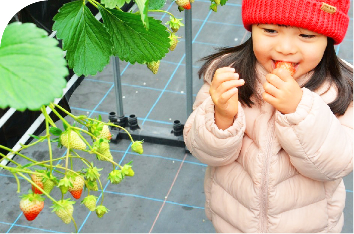 苺を美味しそうに食べる女の子の写真